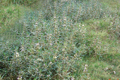 Hygrophila auriculata